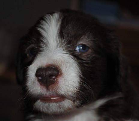 Calahan vom Worblinger Hard - Louis