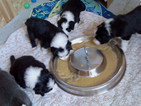 A-Wurf vom Worblinger Hard