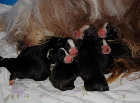 D-Wurf vom Worblinger Hard