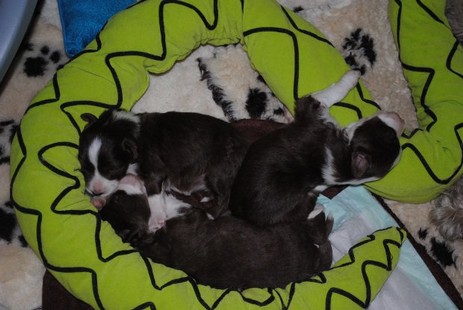 B-Wurf vom Worblinger Hard